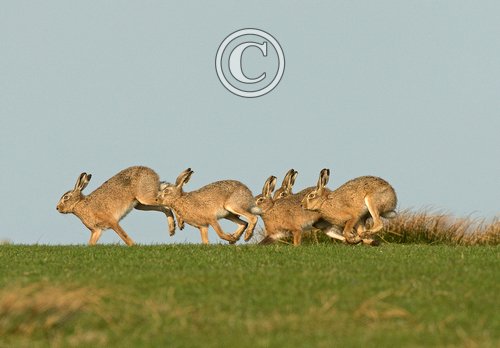    Brown Hares DM2020